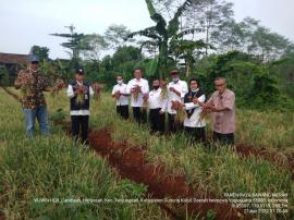 Panen Raya Brambang Merah di Komplek Taman Desa